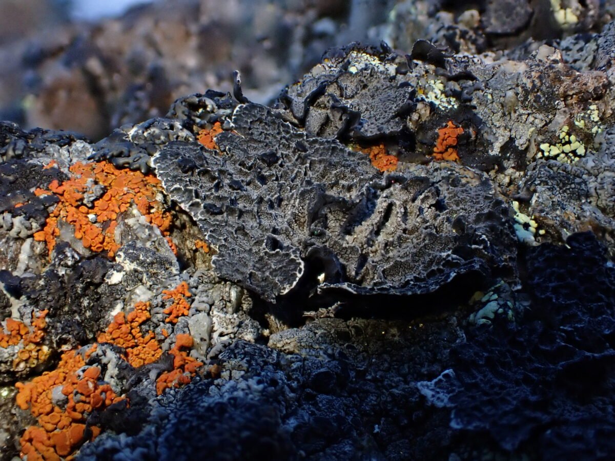 Welcome to The Vagrant Lichenologist