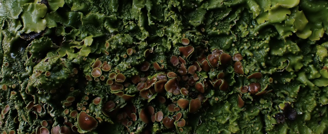 Climbing grades and lichen taxonomy